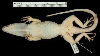 Media type: image;   Herpetology R-71068 Aspect: ventral